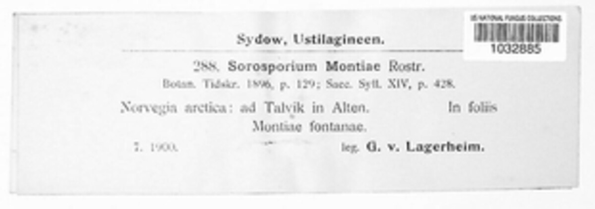 Sorosporium montiae image